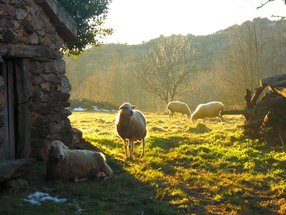 Al Viento, Alojamiento & Turismo Rural Pradena Del Rincon Exterior foto